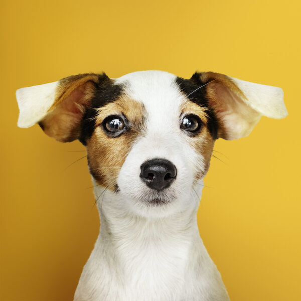 Adorable Jack Russell Retriever puppy portrait